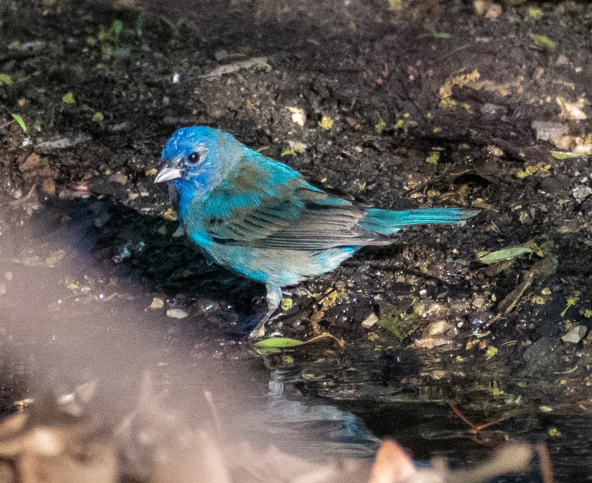 What a sparkly delight to see this Indigo Bunting after work, taking a bird bath in the sun at the Point within the Central Park Ramble #birding #birdcpp #nikonphotography