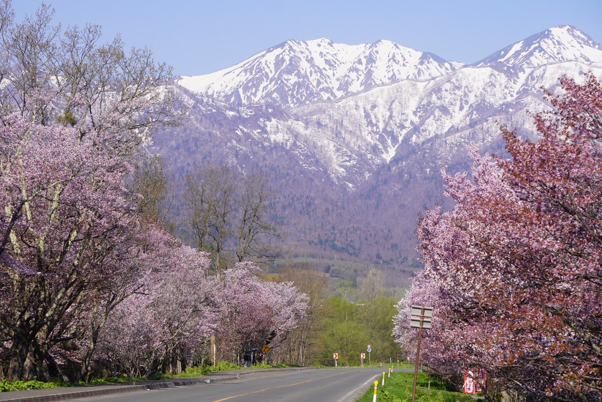 今朝の桜。残雪の芦別岳と桜の風景です。
葉桜が増えて来ましたがもう少し楽しめそうです

#富良野　#山部　#桜　#少し葉桜　#北海道　#桜前線　#北上中
#hokkaidojapan #cherryblossom  #残雪と桜
#芦別岳　#さくら　#サクラ　#sakura