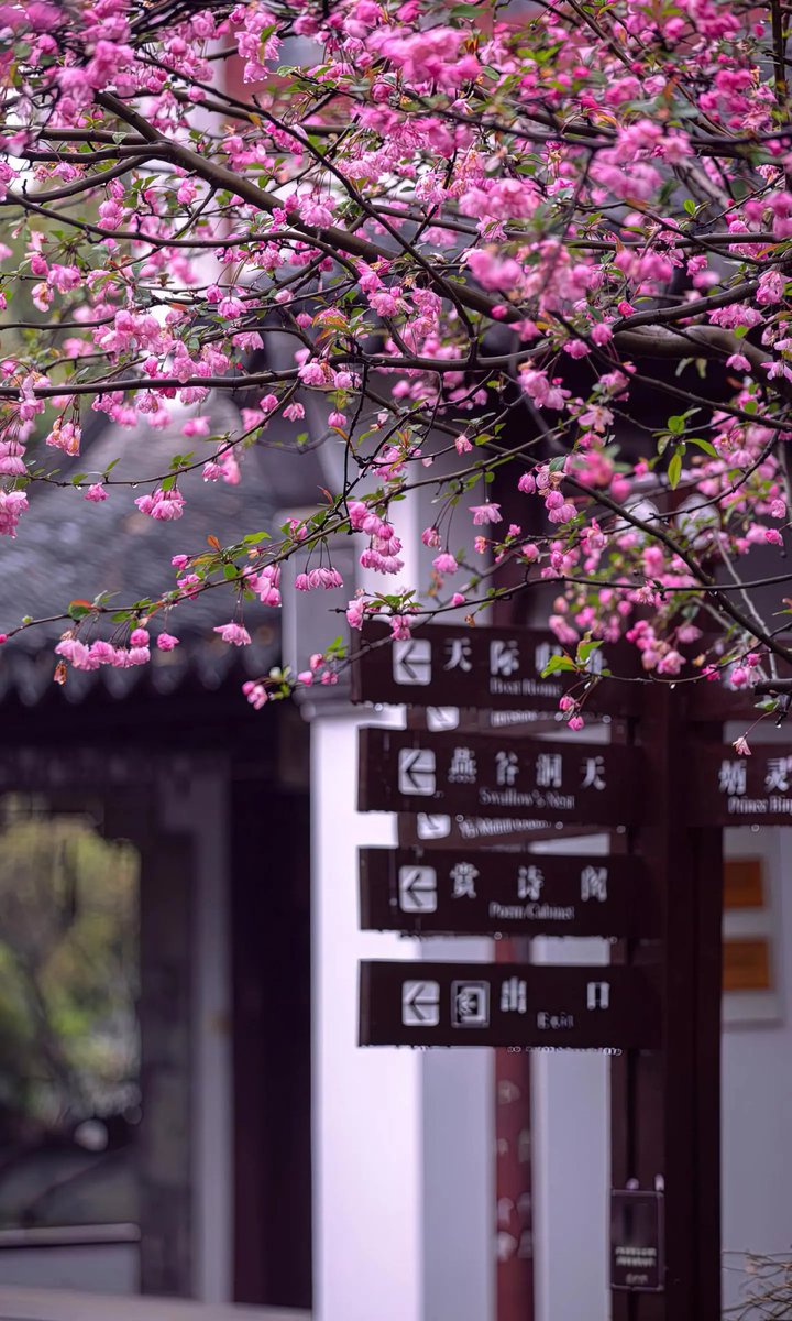 桃花雨过碎红飞，半逐溪流半染泥。🌸🌿