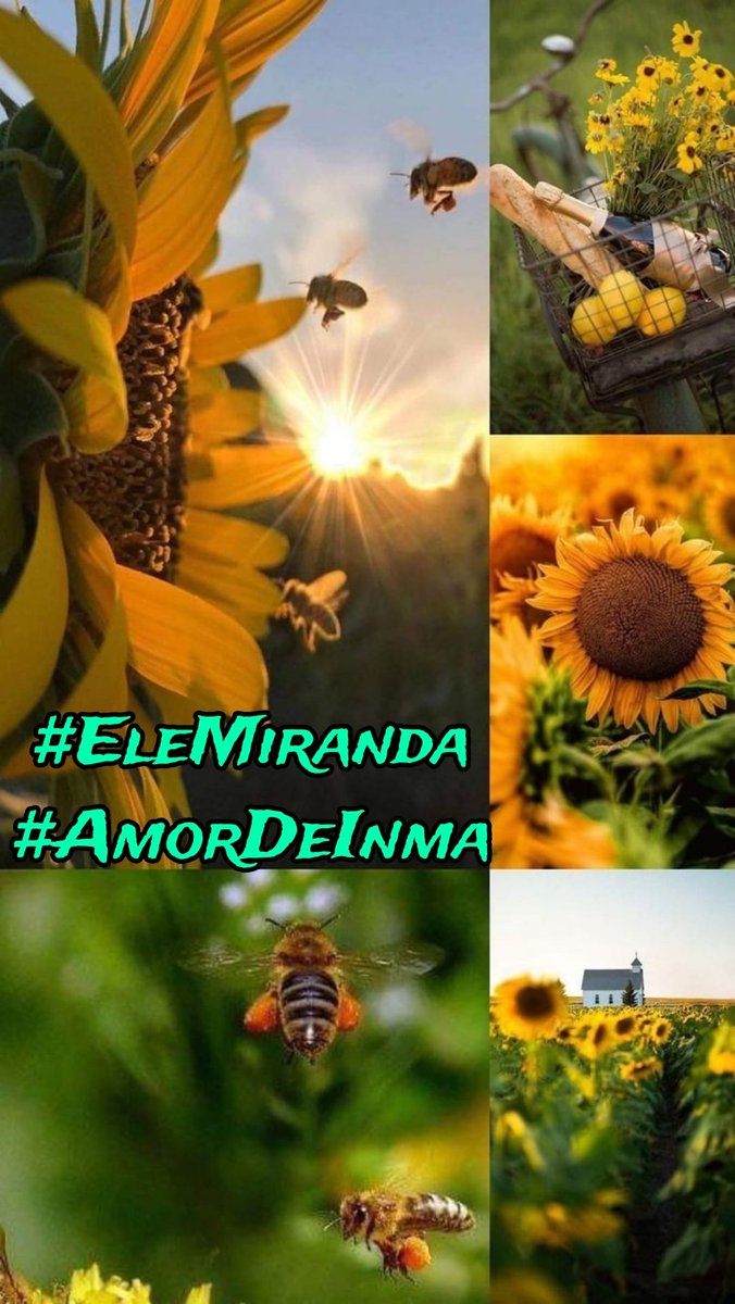 ❤️...🌹❀.•° 🌹@haydeedelpato16 🌹@RosaNegra008 @AmeliaVicencio @Yuliani_209 @MarinaEle23 @Venus__2023 @ELRUBIO_RD @maralinda67 @papiko7890 🔊#EleMiranda 🔊#AmorDeInma @R1_Adv @20ysf1 @MariFa05 @Elmaslegal @cagalafiesta @M_Angela_33 @legal_legal69 @malaCATosa1 @halconavicencio