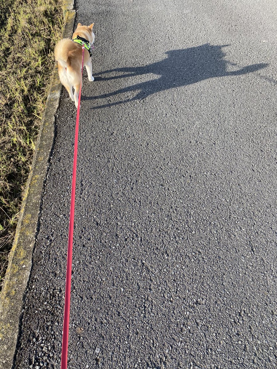 5月2日(木)仕事🎏 皆様おはようございます♪ 朝から🐕散歩ー 少しＸ調子悪く今にー お詣りは後ほどに😉✨ 今日も一日よろしく お願いしますね🤗🌈🍀🎏✨