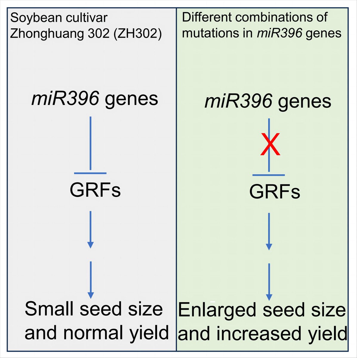 Xie et al. reveal that knockout of miR396 #genes increases #seed size and #yield in #soybean. Read all about it here--it's #OpenAccess! doi.org/10.1111/jipb.1… @wileyplantsci #JIPB #PlantSci #CropSci