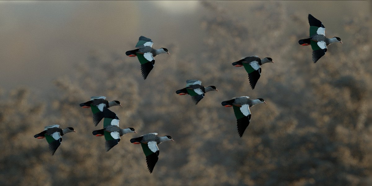 Morning Takeoff
Crested shelduck(Tadorna cristata) are one of only 2! near-endemic birds of Korean penninsula(both presumed extinct), with only 3 known specimens left
#paleoart