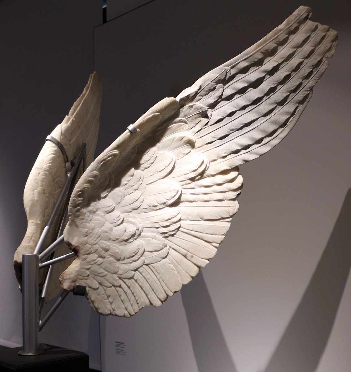 Marble Wings from a Statue of Victoria
— Domus Tiberiana Imperial Palace, Palatine Hill, Rome, 1st century CE