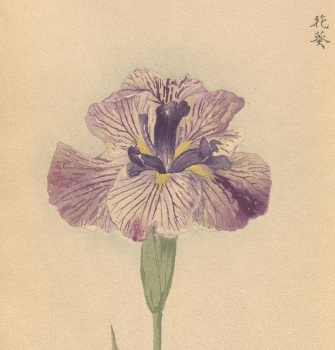 Hanashobu Zuhu, published in 1922, is an illustrated catalog of irises by botanist MIYOSHI Manabu (1862-1939). Which flower is your favorite? #ndldigital #ndlimagebank
rnavi.ndl.go.jp/imagebank/data…