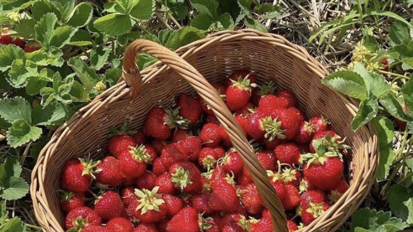 strawberry picking 🍓🪹