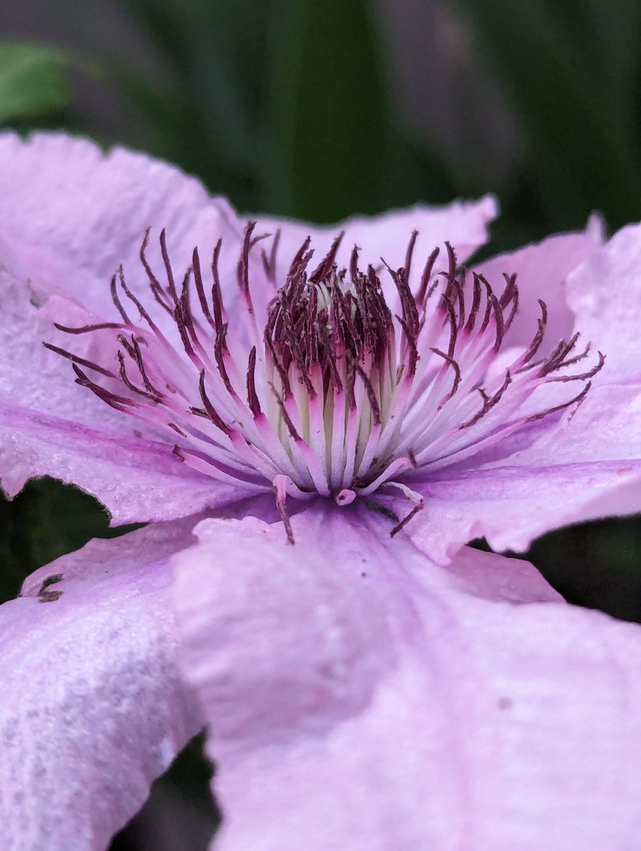 Clematis