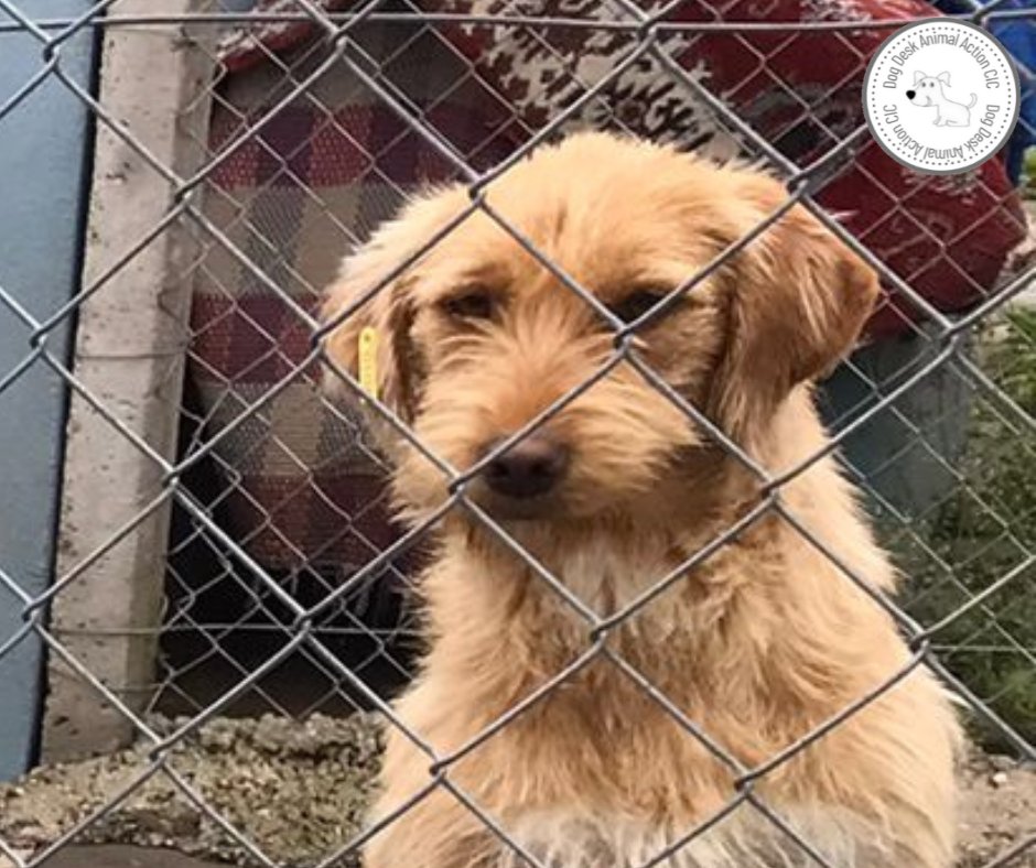 This little one is just one of HUNDREDS of vulnerable #dogs safe & sound thanks to our lovely supporters

Will you help us spread the news regarding our work?

Our aims & achievements can be found here, RT
dogdeskanimalaction.com

#dogsoftwitter #dogsofx #rescuedogs