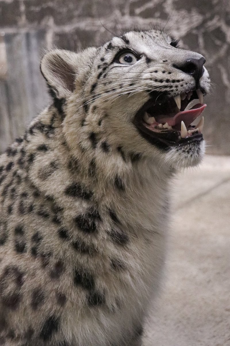 ニャーッ！

 #いしかわ動物園
 #ユキヒョウ
 #ヒメル