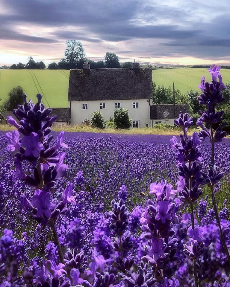 Cotswold Lavender Farm, UK 🇬🇧

Beautiful 📷