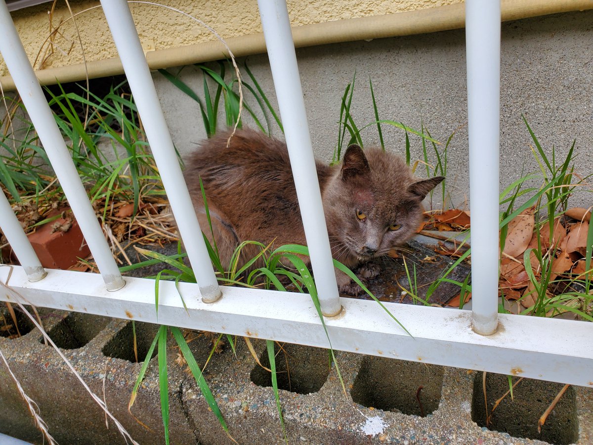 #迷い猫 
#迷子猫
#豊橋市向山町

豊橋市向山町ですが
この子をご存知の方いませんか？
今日の朝から家の前にうずくまっています。