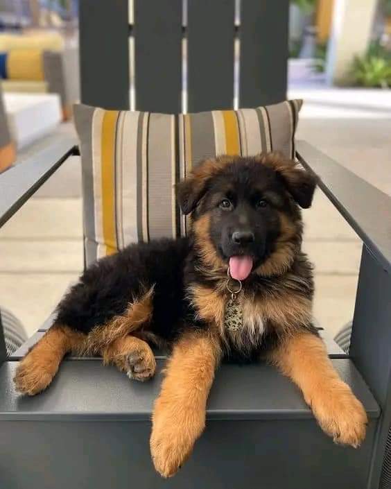 German Shepherd tweet media