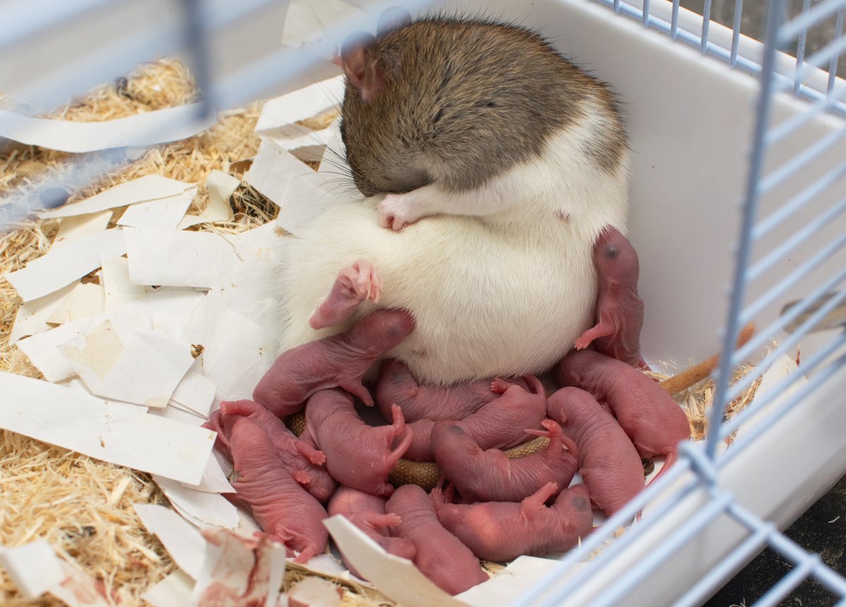 １日目、一晩明けましたがリンちゃんしっかり子育てに専念出来ていて、ご飯もモリモリ食べているので一安心。産まれた時は真っ赤なしわしわイモムシでしたが今日確認したところみんなしっかりお腹にミルクが透けて見えます。見た感じ具合悪そうな子は居なさそうです！ #Azねずみ子育て記録