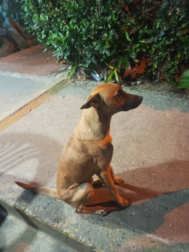 Este perrito se está dando en adopción por conflicto con personas de la comunidad. Está en el *23 de Enero, Sierra Maestra bloque 55 - Caracas*. Está castrado, es un cachorro. ¿Quién puede ayudar por favor? Se lo agradeceríamos con el corazón, es URGENTE 04242792731. Dif