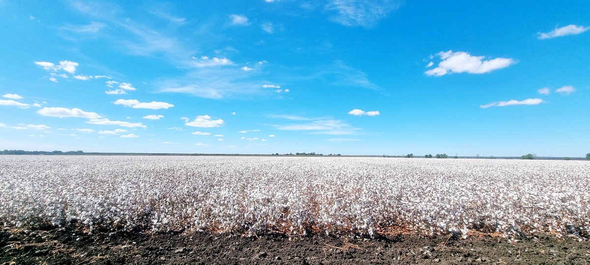 Variety 606, day 5 post 2nd defol & nearly ready to come off, hopefully over the weekend 🫰#cotton24 #bringiton