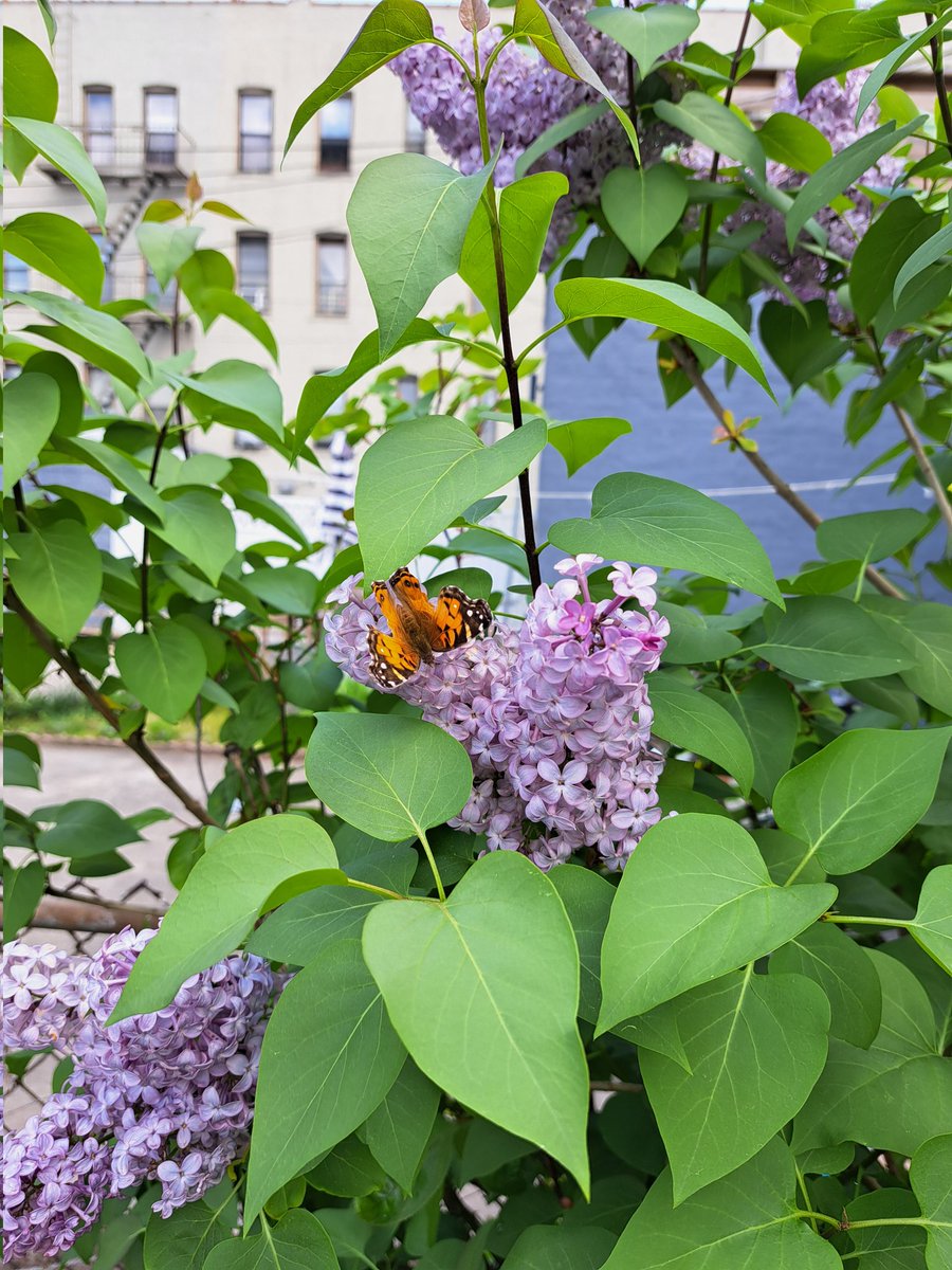simplesatellite's tweet photo. Painted lady &amp; lilacs, Bay Ridge https://t.co/NPGXRETLk9