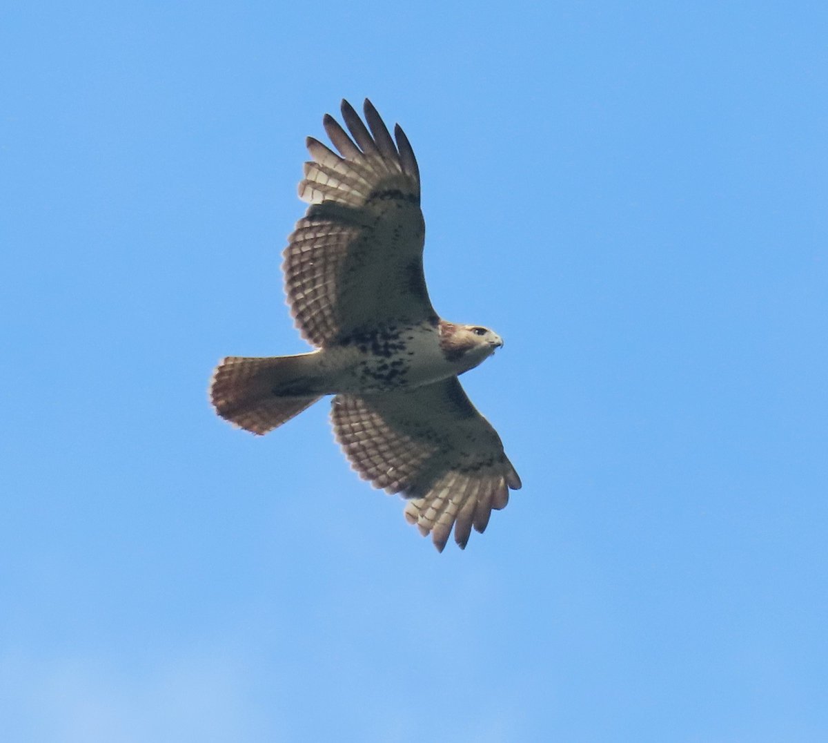 The red-tailed hawk flew over the Cafe Lawn (Fort Tryon Park). @BirdCentralPark #birdcpp