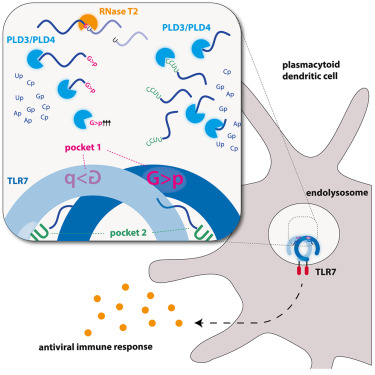 Waggoner Lab (@labwaggoner) on Twitter photo Lysosomal endonuclease RNase T2 and PLD exonucleases cooperatively generate RNA ligands for TLR7 activation <a href="/ImmunityCP/">Immunity</a> <a href="/v_hornung/">Veit Hornung</a> <a href="/BeroutiMarleen/">Marleen Bérouti</a>
cell.com/immunity/fullt… Lysosomal endonuclease RNase T2 and PLD exonucleases cooperatively generate RNA ligands for TLR7 activation <a href="/ImmunityCP/">Immunity</a> <a href="/v_hornung/">Veit Hornung</a> <a href="/BeroutiMarleen/">Marleen Bérouti</a>
cell.com/immunity/fullt…