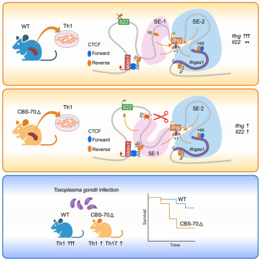 LabWaggoner's tweet photo. A CTCF-binding site in the Mdm1-Il22-Ifng locus shapes cytokine expression profiles and plays a critical role in early Th1 cell fate specification but not NK Cells @ImmunityCP @ShihNih @ShihLab_NIH
https://t.co/rGiJxBMlQA https://t.co/oHa5W7dOC3