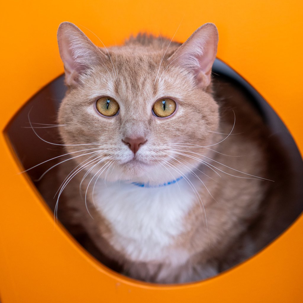 AnimalHumaneNM's tweet image. Clean your casa to help pets like Daikon (A#82137)!

When you utilize services from green sweep, they donate directly to Animal Humane New Mexico. They are proud to support local nonprofits and use pet-safe cleaning products!

Learn more &amp;amp; sign up today at loom.ly/6ozNbSY