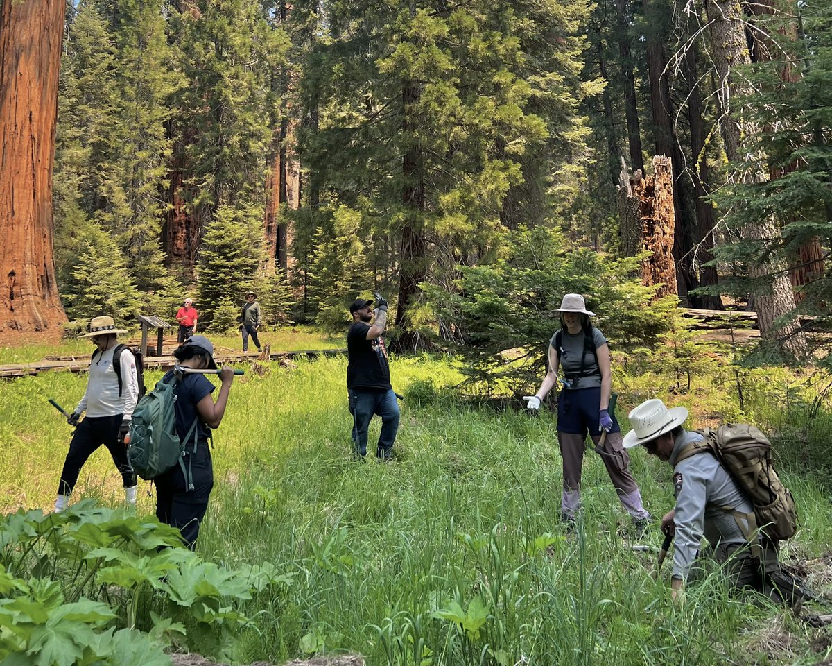 @mvb_nps A8: A bunch of us spent a day at @SequoiaKingsNPS and it felt more like an honor than hard work. It was great to learn about invasive species of plants. Also just a shout out to @5gyres and all the work they do with TrashBlitz in the parks. #parkchat