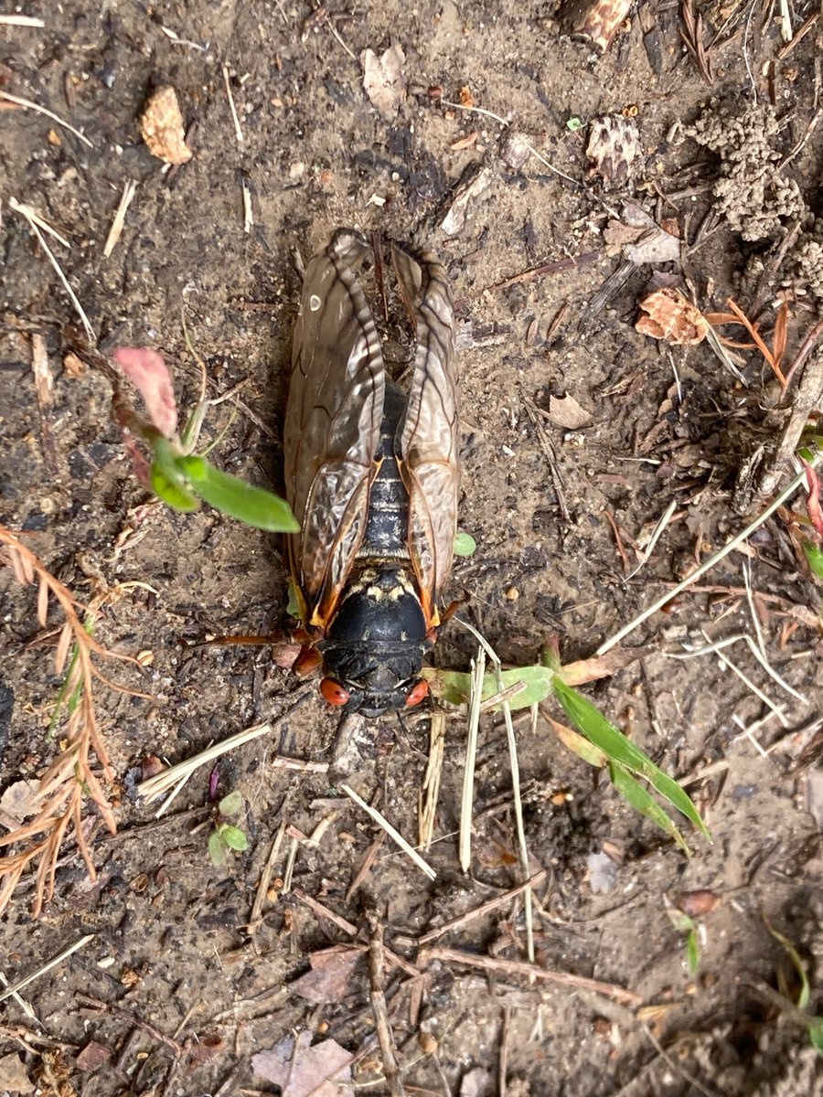 The first here in Rolla, MO