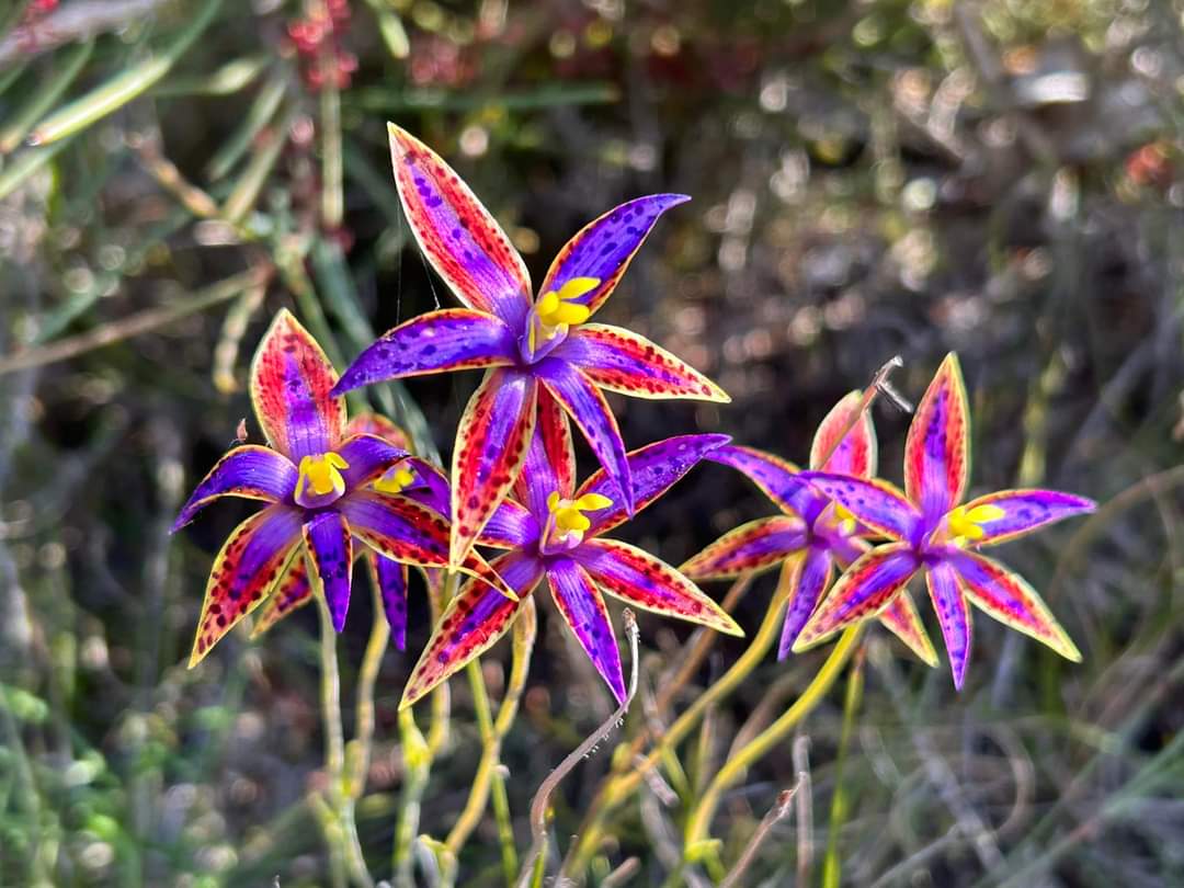 Wild flowers Fitzgerald biosphere wa