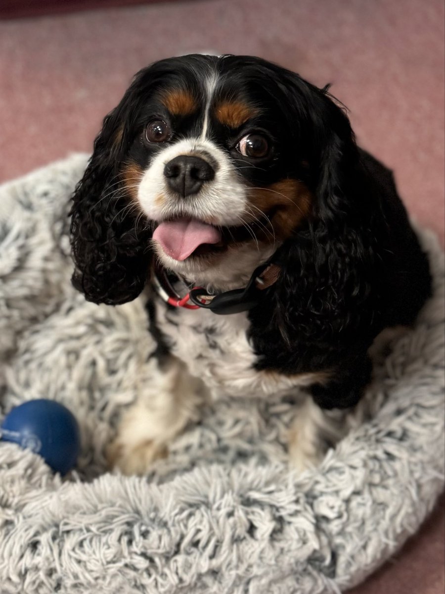 @cantpretendtoo Cavalier King Charles Spaniels are super special…especially on their birthday!!🎂