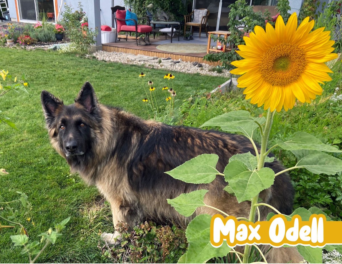 Look how sweet Max Odell looks as the star for May in our 2024 calendar!📆
⁠
Do you have a furry friend that deserves to be featured in our next calendar?🤩 Sign up to get notified on the next BC SPCA Calendar Contest presented by Hill’s Pet Nutrition at ow.ly/t8TM50RsMEt