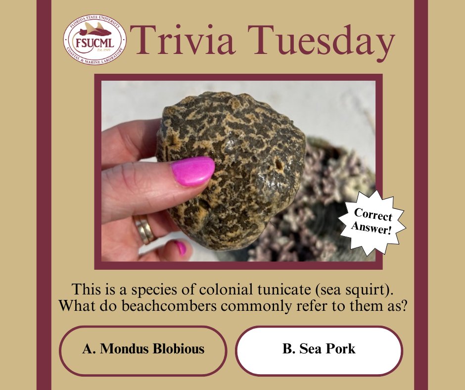 ...and the answer is 'B' Sea Pork! Some of sea pork’s tunicate cousins are served as delicacies in South Korea, where they’re called meongge, but these are farmed, stripped of their outerwear, and served fresh, raw, and rubbery, the Korea Herald reports.