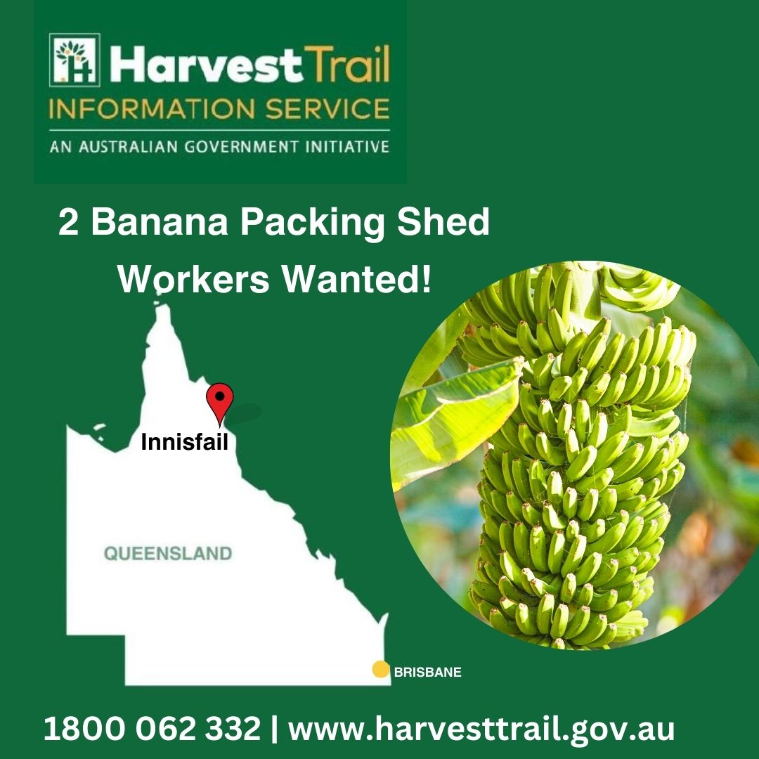 2 🦺🍌Banana Packing Shed Workers Wanted in Innisfail-QLD. 📞1800 062 332 for more information. #htis #harvest #jobfairy #viral #jobseekers #Australia #JobVacancy #FarmLife #jobopenings #bananas #employees #Workers #farmer