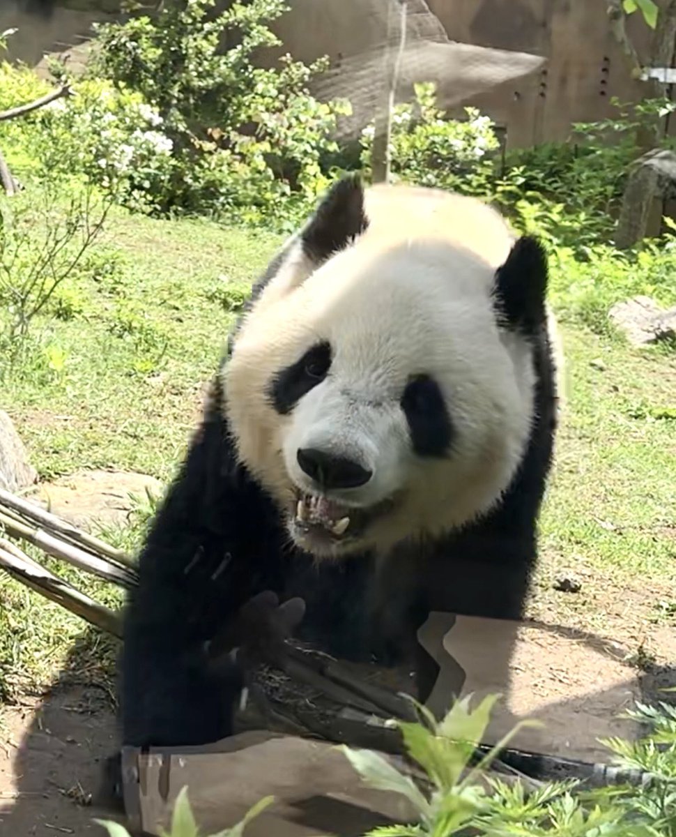 シャオおはよー☀️今日は日差しが強いね

#シャオシャオ #上野動物園 #panda #パンダ #暁暁 #生シャオレイ #めみ動物園