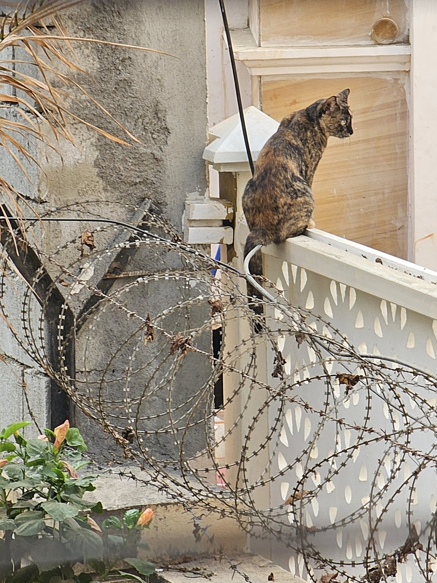 Our Border Pawtrol officer doing her morning inspection! #CatsOfX