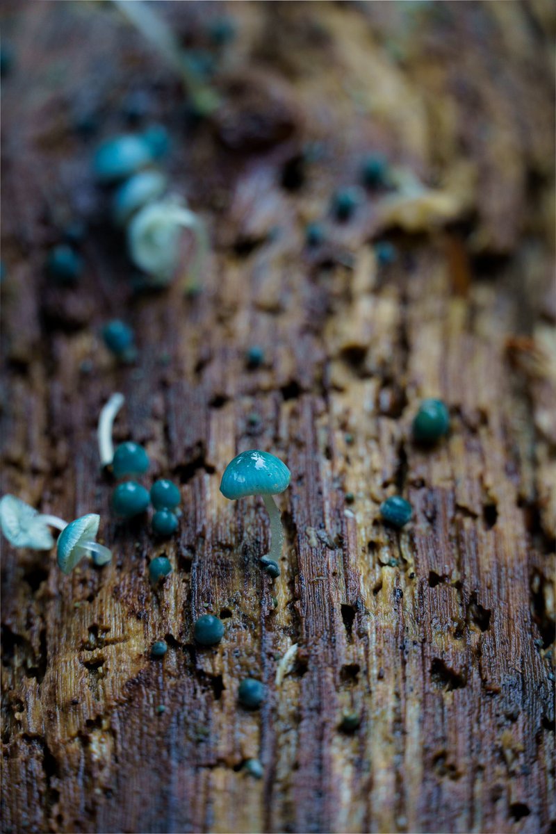 Mushrooms #40

Tiny Dancer
🍄🍄🍄

#reinofungichile #fungi #fungilove #fungiphotography #fungifanatic #fungilover #fungiphotos #fungiworld #fungicapture #fungishot #nature #naturephotography #naturephoto #natureshots #naturecaptures #naturecapture #chile #valdivia #valdiviacl