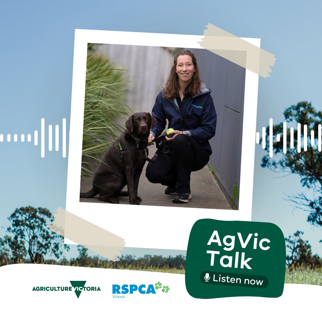 Rachel Laukart, Education Officer at RSPCA and Brett Davidson, Dairy Regional Manager, cover some common biosecurity questions in this episode, helping producers manage risk and improve their on-farm practices. 🎧 Listen via the AgVic website: go.vic.gov.au/3UlxWIr