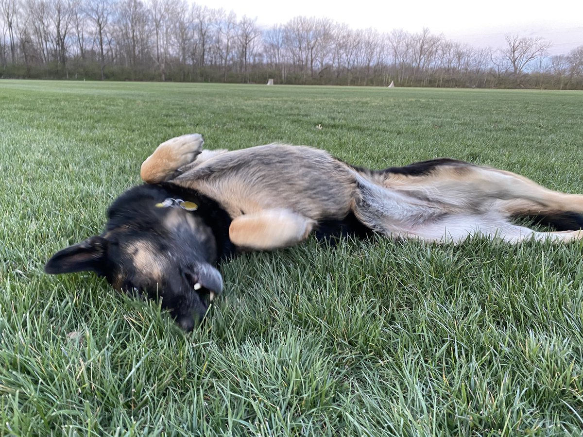 foreverDoggy996's tweet photo. Rolling in soccer field!🐾
#retropost https://t.co/LRcNfeWj72