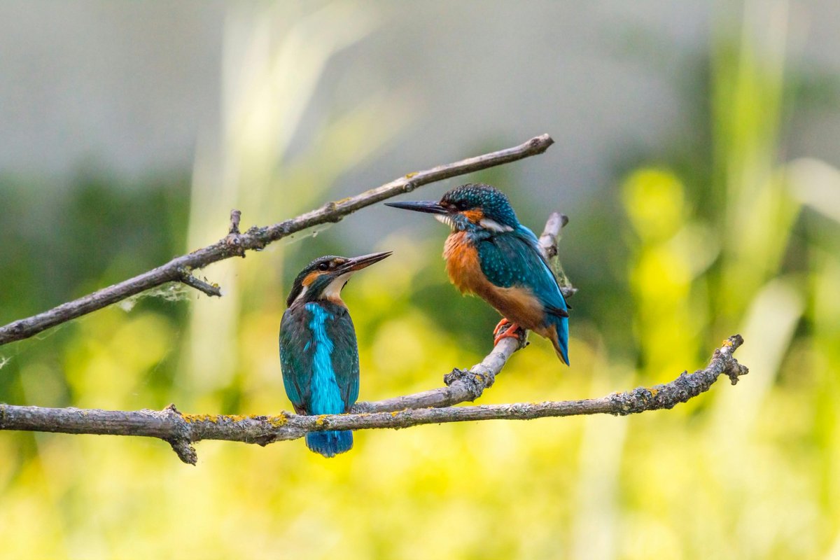 These two kingfishers seem to be having a chat on a branch. What do you think they're talking about? 

#birdwatching #birds #MayDay2024 #May1st