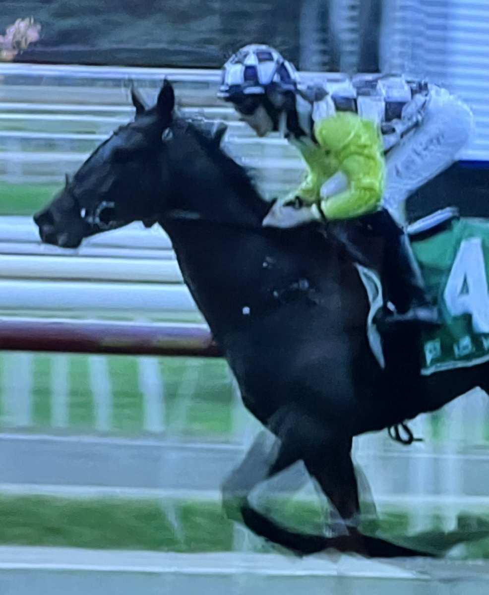 Young stayer on the rise, Montgomery wins over 2100m in exciting fashion for @JTRacingRwik @ZacLloydx @DGRTBS @thinkbigstud By the gorgeous Prized Icon @KooringalStud @GooreeStud an @inglis_sales weanling from @NewgateFarm ❤️🐎🥂👍 @WyongRaceClub