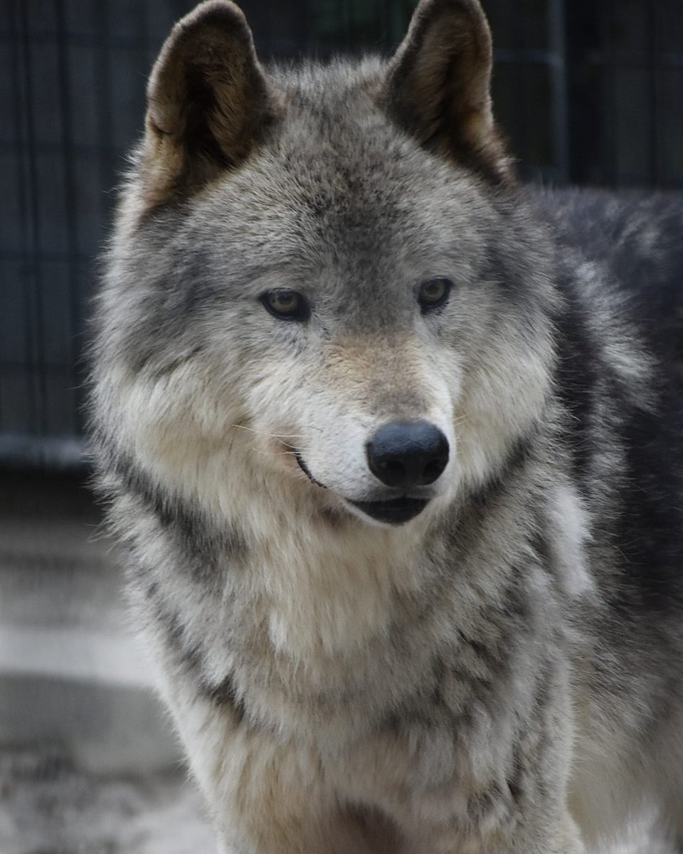 ショウ13歳の誕生日まで
あと7日🐺💕