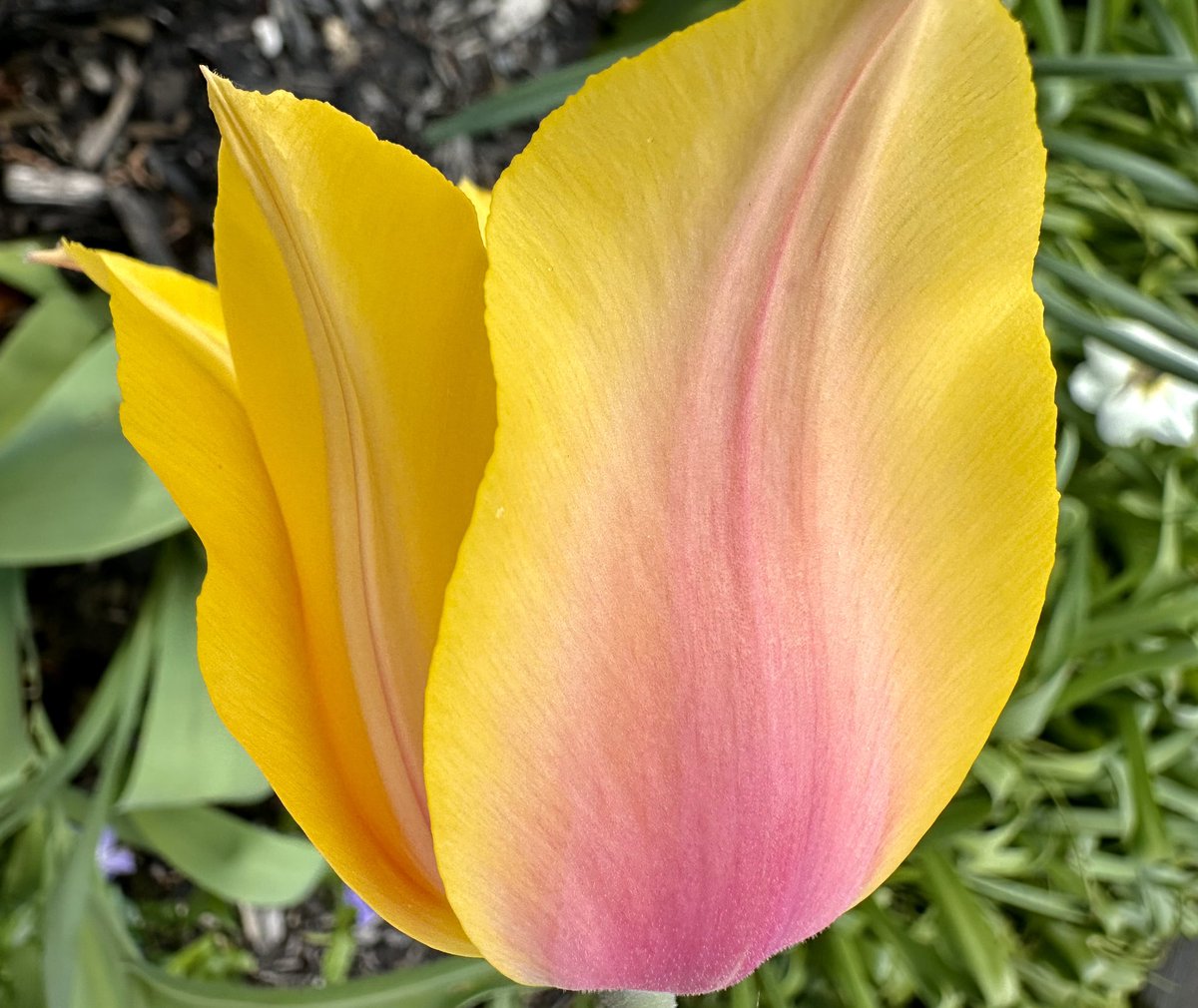 Tulip @sjgiardini @ThePhotoHour @cameralab21 #springflowers #Tulips #springbulbs #flowerphotography #flowers