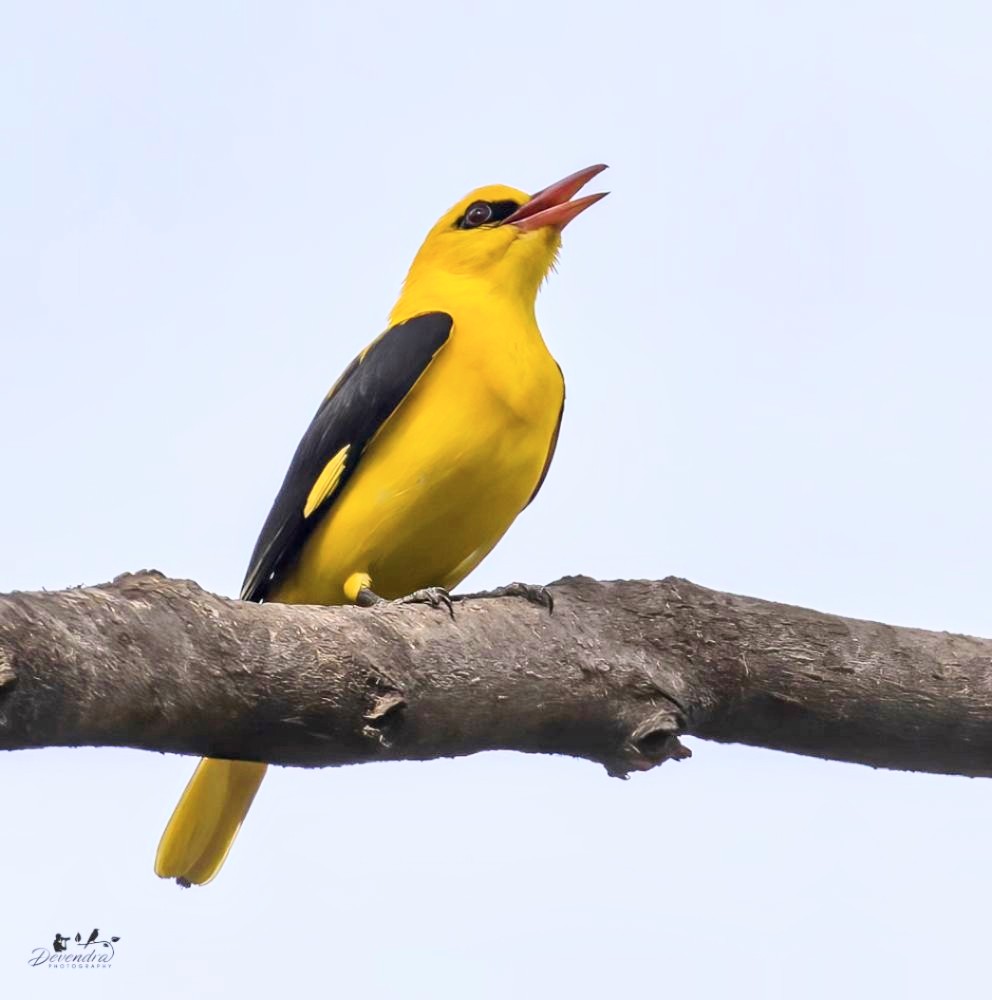 Salutations to mother nature. #TwitterNatureCommunity #IndiAves #TwitterNaturePhotography #natgeoindia #natgeoyourshot #natgeoyourlens #birds_illife #birds_private #birdsextreme #birds_of_ig #birdphotographers_of_india #bird #birdshots #bird_brilliance #birds_matter #