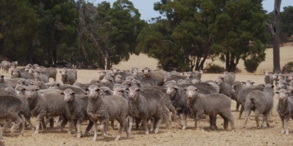 Western Australian sheep and cattle producers have been given an extra week to complete a seasonal and market conditions survey

👉 loom.ly/sw7BEvs