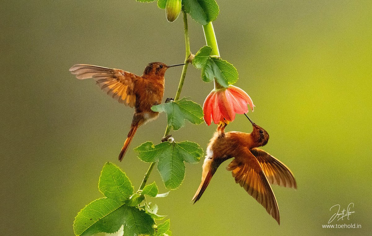 Shining Sunbeam (#Hummingbirds) These agressive hummers hardly let anyone feed off the their favourite flowers. Photographed this around the city of #Manizales, Colombia #ToeholdPhotoTravel #Colombia