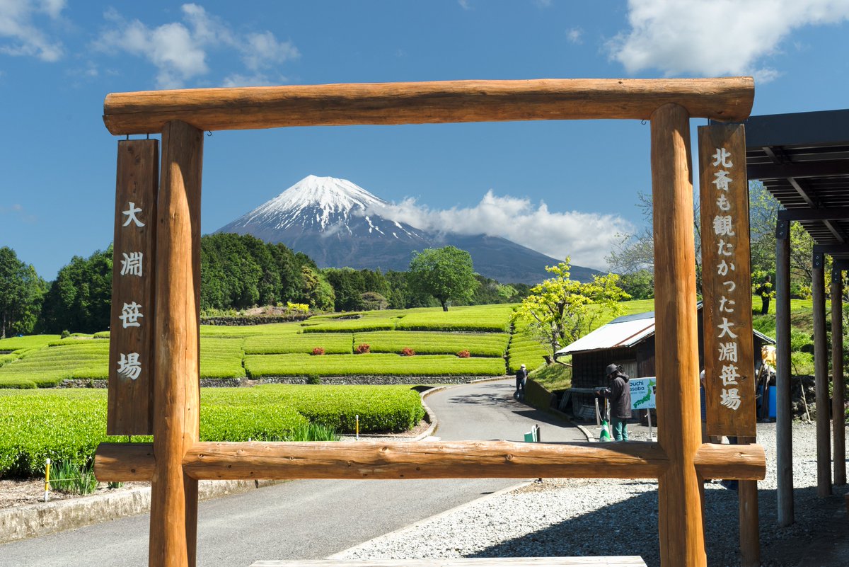 今年の大淵笹場のお茶刈りは、5月6日(月) から順次開始を予定しているそうです🍃 天候等により前後する可能性がございますので、ご来訪や写真撮影の際の参考にしていただければと思います📷

 #静岡 #富士市 #大淵笹場 #茶畑 #富士山 #GW #shizuoka #mtfuji #fujisan