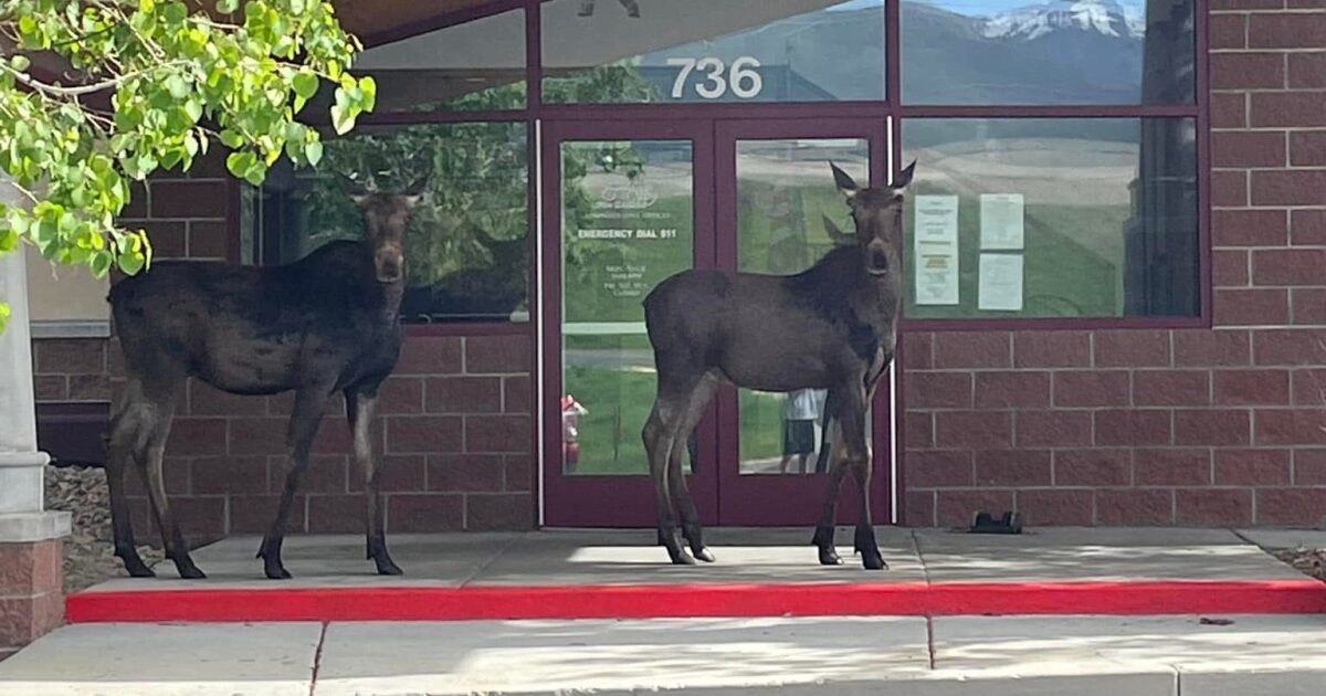 PCPD urges moose safety after man nearly trampled outside PC MARC dlvr.it/T6Hvzs