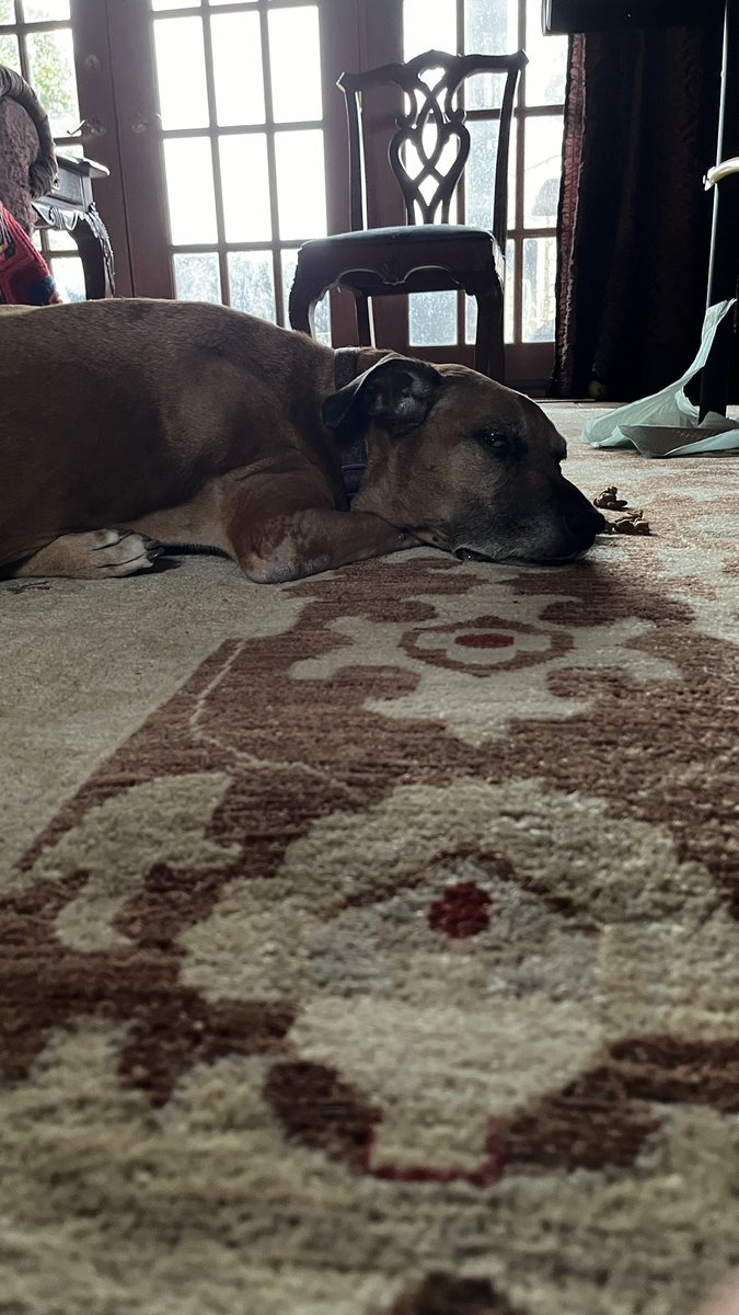 wpuffinb's tweet photo. Our sweet girl https://t.co/jmecYBWDJY