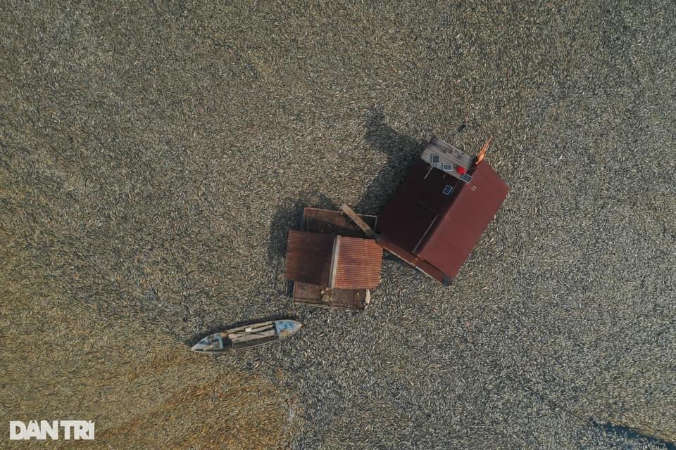 NƯỚC CẠN ĐÁY, 200 TẤN CÁ CHẾT TRẮNG HỒ SÔNG MÂY Ở ĐỒNG NAI
Khoảng 200 tấn cá chết nổi trắng hồ Sông Mây (tỉnh Đồng Nai) do nắng nóng kéo dài cùng với việc cải tạo hồ, khiến lòng hồ cạn trơ đáy. Cá chết bốc mùi hôi thối làm ảnh hưởng đến đời sống