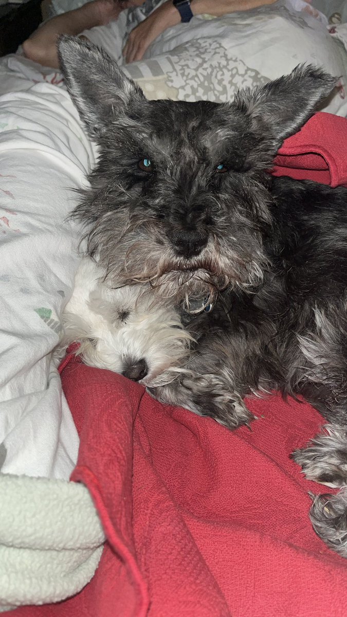 wpuffinb's tweet photo. Pet(s) https://t.co/zc8Z1orwxj