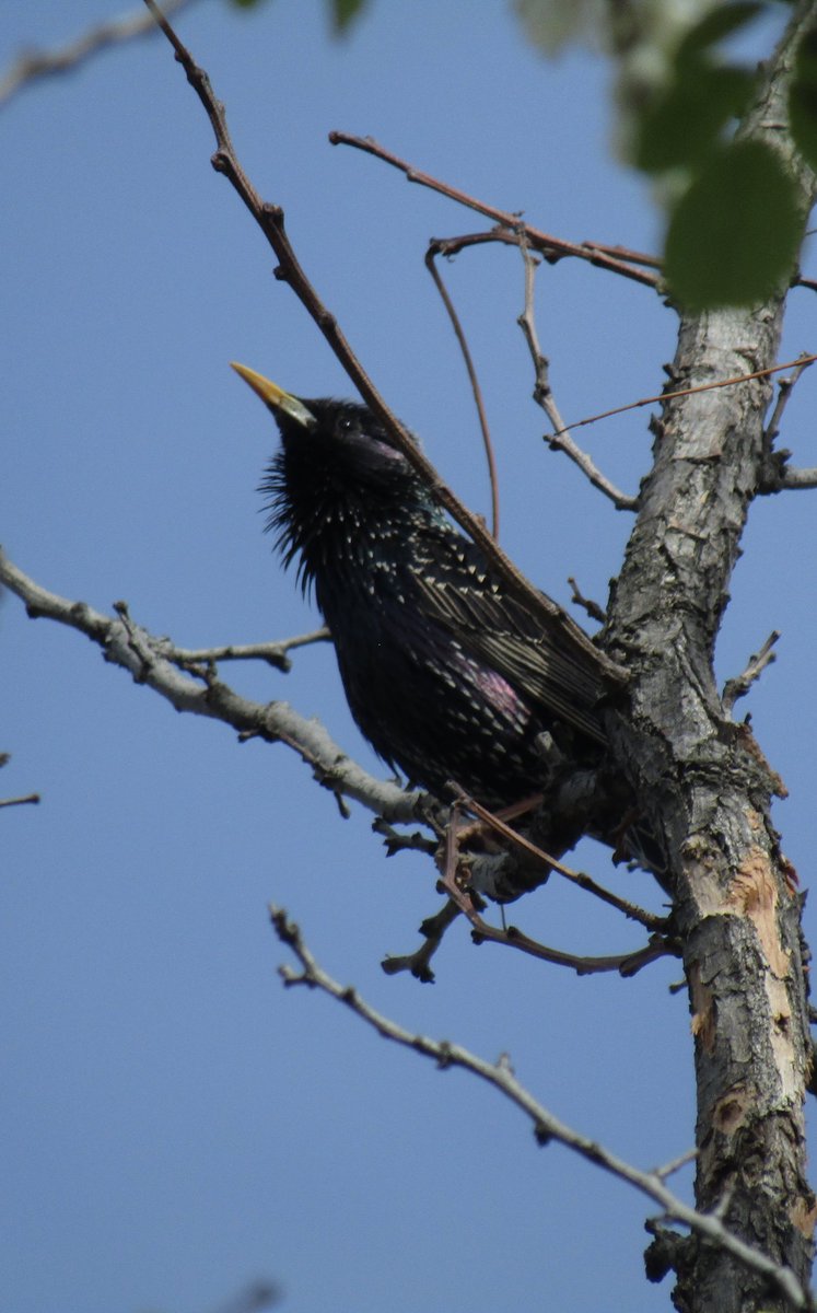 Starling singing 🙂✌️
#photography #NaturePhotography #birdwatching
