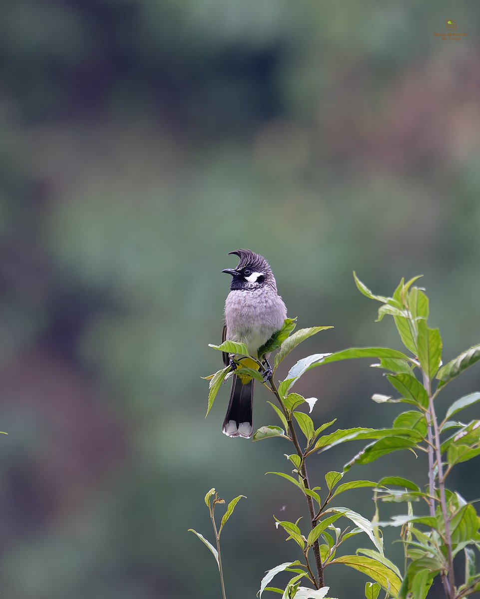 Himalayan Bulbul Uttarakhand, India #birds_captures #planetbirds #birdfreaks #your_best_birds #best_birds_of_world #ThePhotoHour